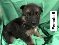 Female 5, a female German Shepherd Dog for sale in Stroudsburg, PA – Photo 1 of 6