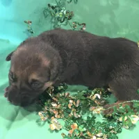 Female 5, a female German Shepherd Dog for sale in Stroudsburg, PA – Photo 3 of 6