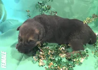 Puppy 3 , a female German Shepherd Dog for sale in Stroudsburg, PA – Photo 1 of 4