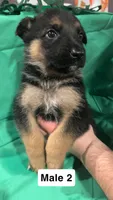 Male 2, a male German Shepherd Dog for sale in Stroudsburg, PA – Photo 1 of 6