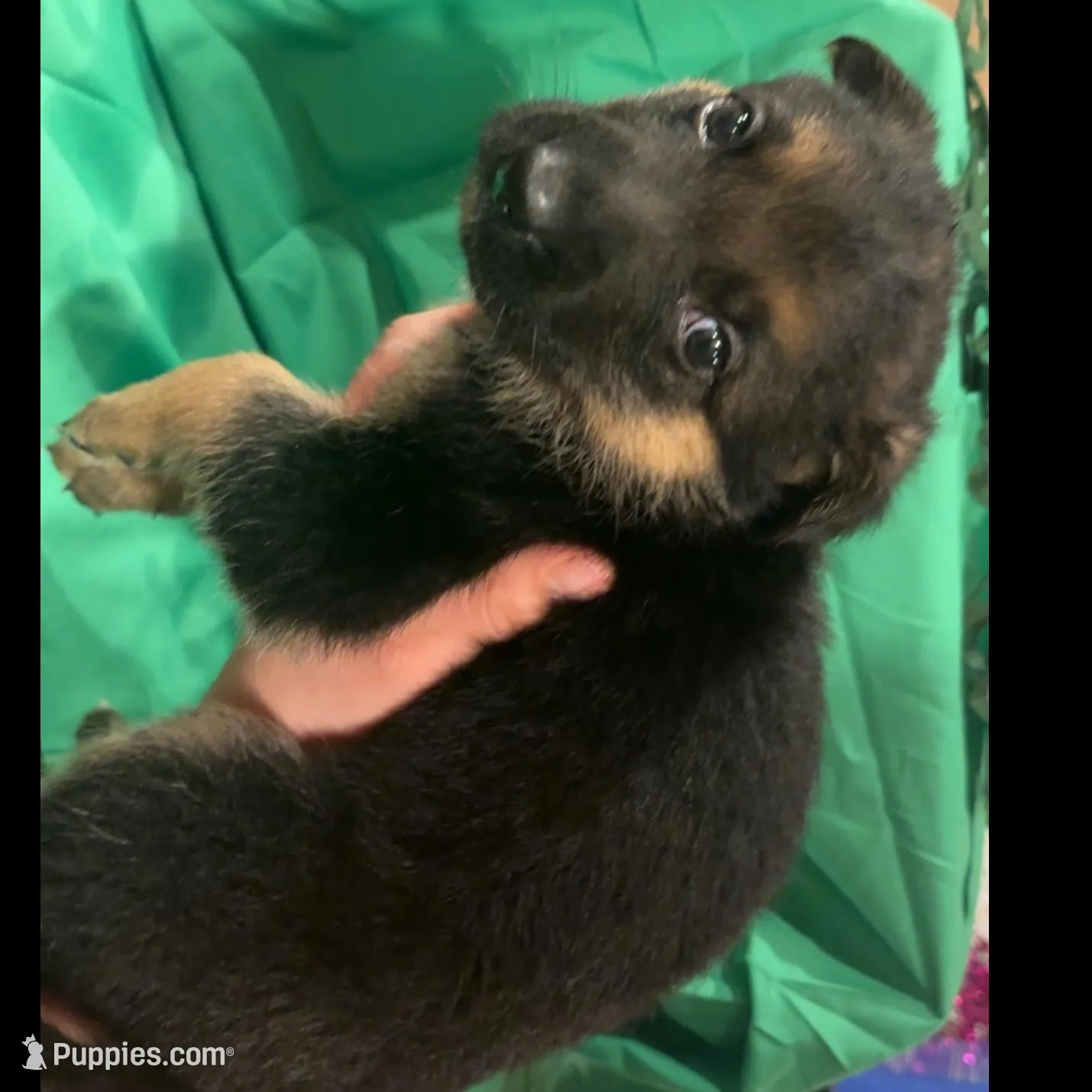 Male 2, a male German Shepherd Dog for sale in Stroudsburg, PA – Photo 2 of 6
