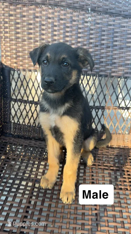 Male 2 – German Shepherd Dog puppy for sale in Stroudsburg, PA