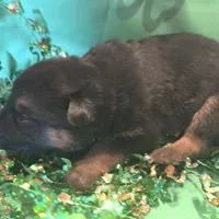 Male 2, a male German Shepherd Dog for sale in Stroudsburg, PA – Photo 3 of 6