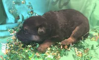 Puppy 7, a male German Shepherd Dog for sale in Stroudsburg, PA – Photo 1 of 4
