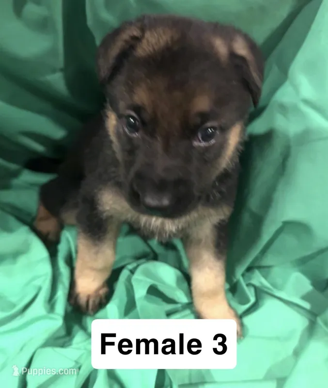 Female 3 – German Shepherd Dog puppy for sale in Stroudsburg, PA