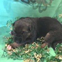 Female 3, a female German Shepherd Dog for sale in Stroudsburg, PA – Photo 3 of 6