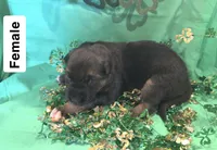 Puppy 8, a female German Shepherd Dog for sale in Stroudsburg, PA – Photo 1 of 4