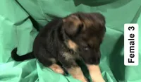 Female 3, a female German Shepherd Dog for sale in Stroudsburg, PA – Photo 2 of 6