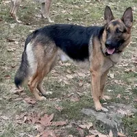 Female 7, a female German Shepherd Dog for sale in Stroudsburg, PA – Photo 4 of 6