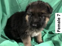 Female 7, a female German Shepherd Dog for sale in Stroudsburg, PA – Photo 1 of 6