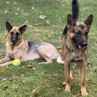 Female 7, a female German Shepherd Dog for sale in Stroudsburg, PA – Photo 6 of 6