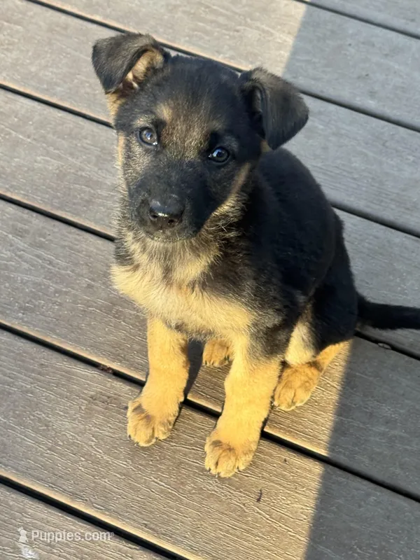 Female 7 – German Shepherd Dog puppy for sale in Stroudsburg, PA