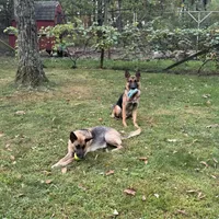 Female 7, a female German Shepherd Dog for sale in Stroudsburg, PA – Photo 5 of 6