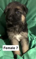 Female 7, a female German Shepherd Dog for sale in Stroudsburg, PA – Photo 2 of 6