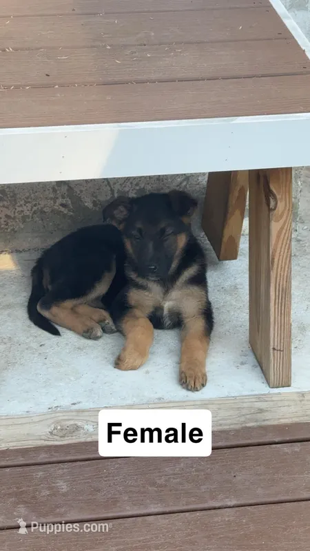 Female 2 – German Shepherd Dog puppy for sale in Stroudsburg, PA