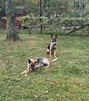 Puppy 9, a female German Shepherd Dog for sale in Stroudsburg, PA – Photo 4 of 4