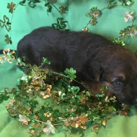 Female 2, a female German Shepherd Dog for sale in Stroudsburg, PA – Photo 3 of 6