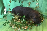 Puppy 9, a female German Shepherd Dog for sale in Stroudsburg, PA – Photo 1 of 4