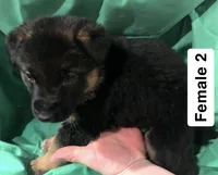 Female 2, a female German Shepherd Dog for sale in Stroudsburg, PA – Photo 2 of 6