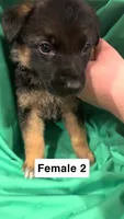 Female 2, a female German Shepherd Dog for sale in Stroudsburg, PA – Photo 1 of 6