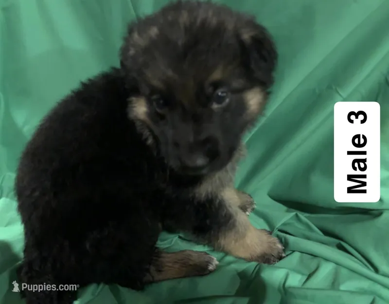 Male 3, a male German Shepherd Dog for sale in Stroudsburg, PA – Photo 1 of 2