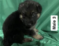 Male 3, a male German Shepherd Dog for sale in Stroudsburg, PA – Photo 1 of 2