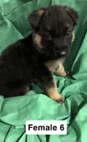 Female 6, a female German Shepherd Dog for sale in Stroudsburg, PA – Photo 1 of 6