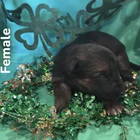 Female 6, a female German Shepherd Dog for sale in Stroudsburg, PA – Photo 3 of 6