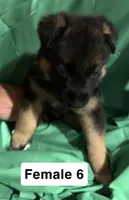 Female 6, a female German Shepherd Dog for sale in Stroudsburg, PA – Photo 2 of 6