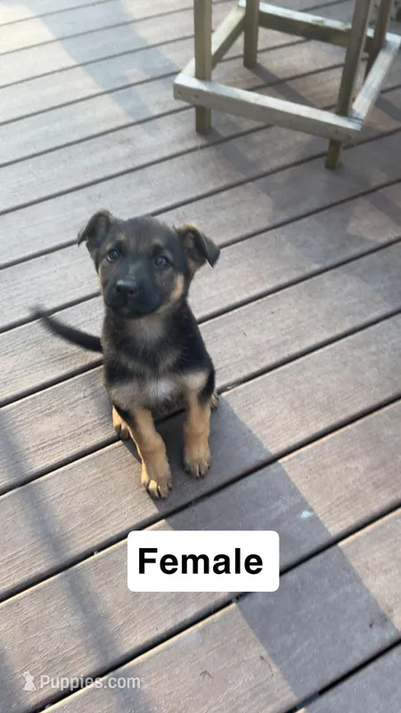 Female 1 – German Shepherd Dog puppy for sale in Stroudsburg, PA