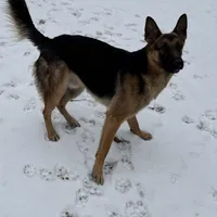 Female 1, a female German Shepherd Dog for sale in Stroudsburg, PA – Photo 5 of 5