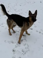 Puppy 1, a female German Shepherd Dog for sale in Stroudsburg, PA – Photo 3 of 3