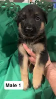 Male 1, a male German Shepherd Dog for sale in Stroudsburg, PA – Photo 1 of 6