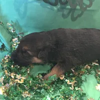 Male 1, a male German Shepherd Dog for sale in Stroudsburg, PA – Photo 3 of 6