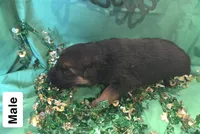 Puppy 2, a male German Shepherd Dog for sale in Stroudsburg, PA – Photo 1 of 4