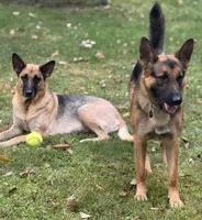 Puppy 2, a male German Shepherd Dog for sale in Stroudsburg, PA – Photo 3 of 4