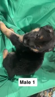 Male 1, a male German Shepherd Dog for sale in Stroudsburg, PA – Photo 2 of 6