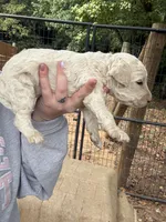 Gus, a male Poodle - Standard  for sale in Elkin, NC – 5 of 6