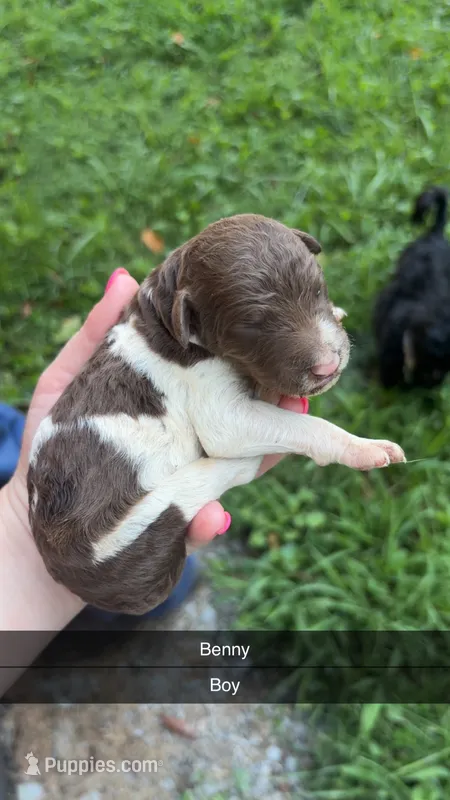 Benny – Poodle - Standard  puppy for sale in Elkin, NC