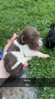 Benny, a male Poodle - Standard  for sale in Elkin, NC – 1 of 1