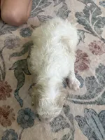 Gus, a male Poodle - Standard  for sale in Elkin, NC – 6 of 6