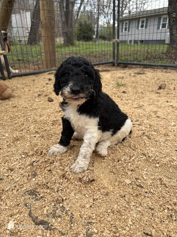 PANDA  – Poodle - Standard  puppy for sale in Elkin, NC