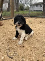 PANDA , a female Poodle - Standard  for sale in Elkin, NC – Photo 1 of 2