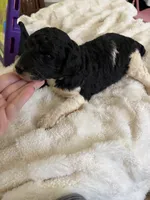 PANDA , a female Poodle - Standard  for sale in Elkin, NC – Photo 2 of 2