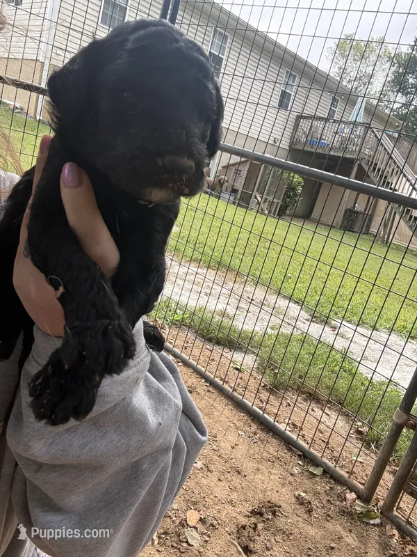 Frannie – Poodle - Standard  puppy for sale in Elkin, NC