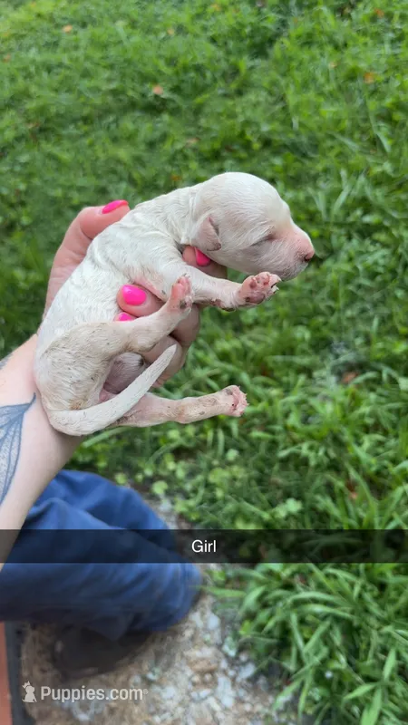 Lettie – Poodle - Standard  puppy for sale in Elkin, NC