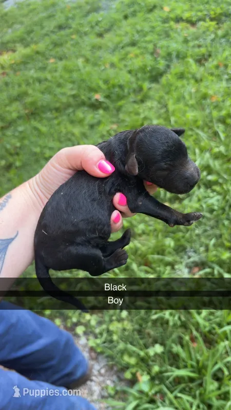 Arlo – Poodle - Standard  puppy for sale in Elkin, NC