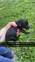 Arlo, a male Poodle - Standard  for sale in Elkin, NC – 1 of 1