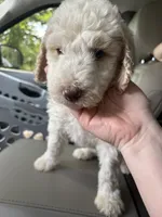 Gus, a male Poodle - Standard  for sale in Elkin, NC – 1 of 6