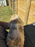 Max, a male Poodle - Standard  for sale in Elkin, NC – Photo 6 of 6